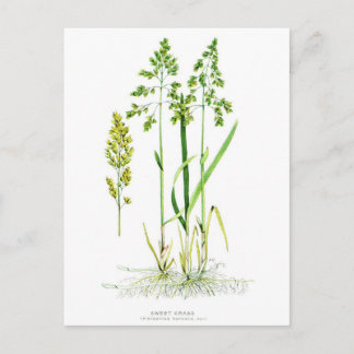 Gras botanisch postkarte