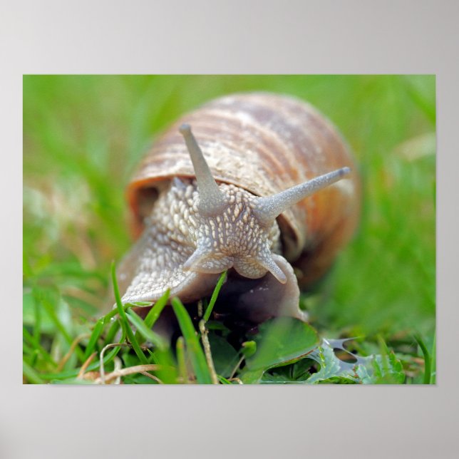 Gras essen poster (Vorne)
