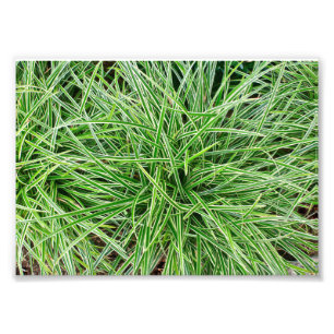 Gras Fotodruck