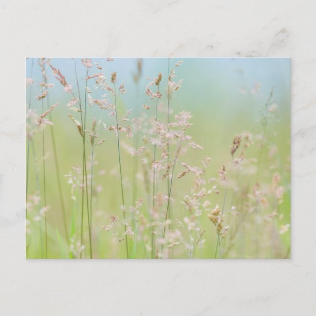 Gras in Bewegung Postkarte (Vorderseite)