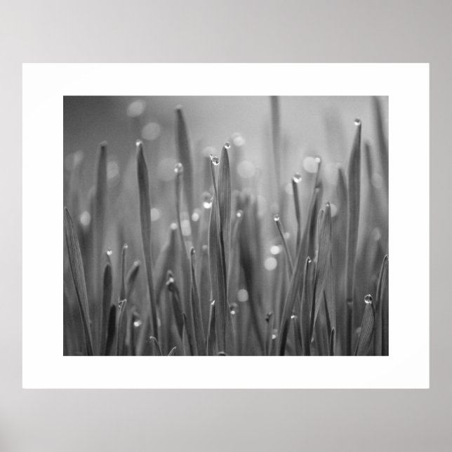 Gras mit Taubenplättchen Poster (Vorne)