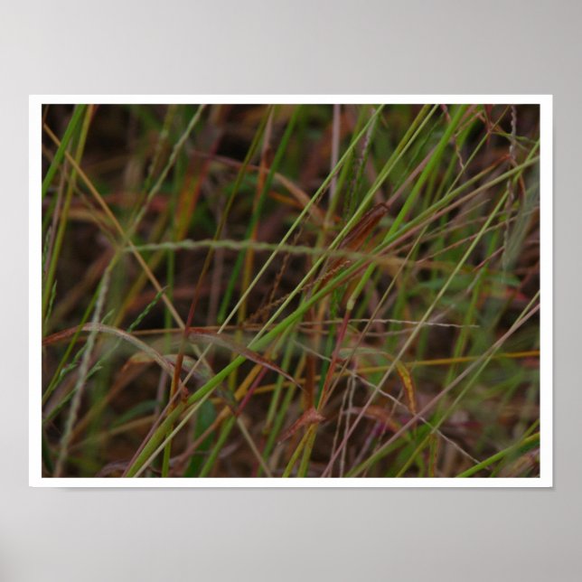 Gras Poster (Vorne)