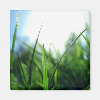 Gras und blauer Himmel Magnet