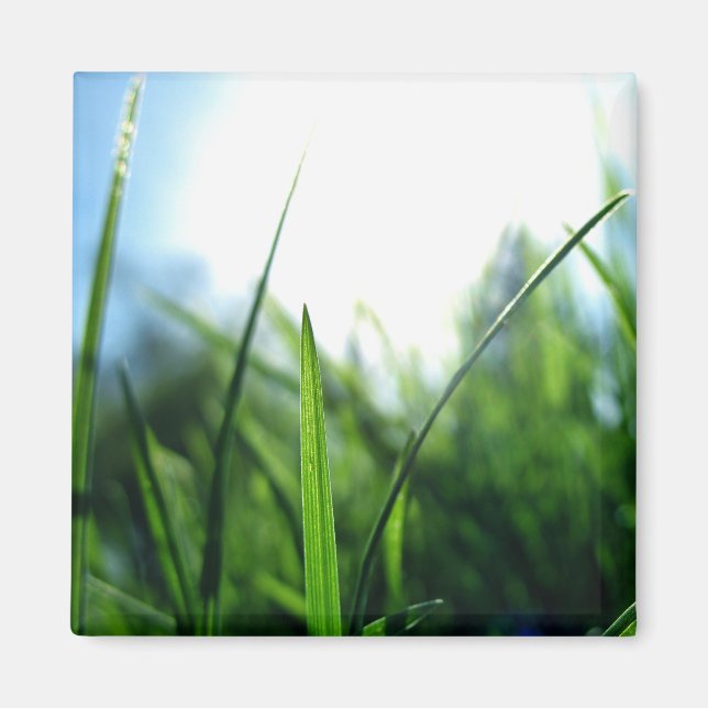 Gras und blauer Himmel Magnet (Vorne)