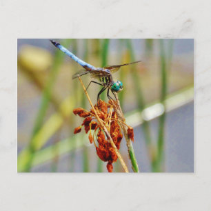 Gras und Dragonfly Postkarte