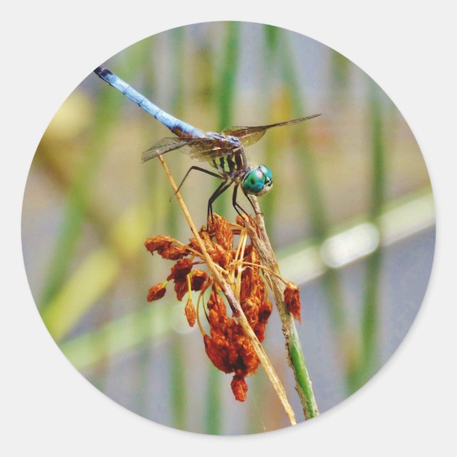 Gras und Dragonfly Runder Aufkleber (Vorderseite)