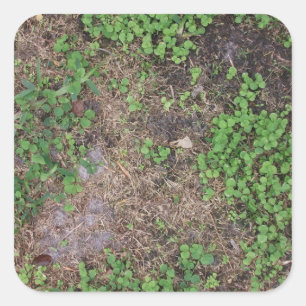 Gras- und Schmutzfleck Quadratischer Aufkleber