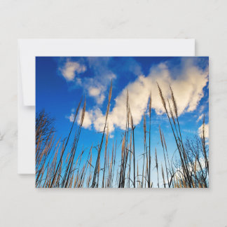 Gräser, die auf den Himmel zeigen Postkarte