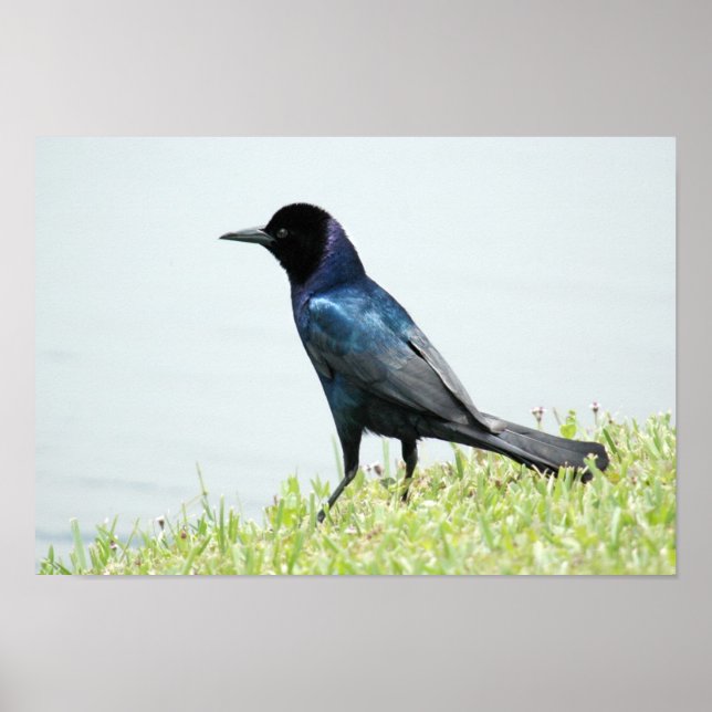 Gräser- oder Krustenposter Poster (Vorne)
