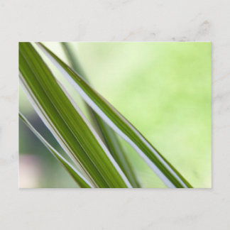 Gräser Postkarte