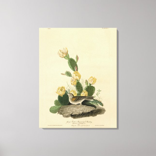 Grasfinch, Bachgeflügel oder Vesper-Sparrow Leinwanddruck (Vorderseite)