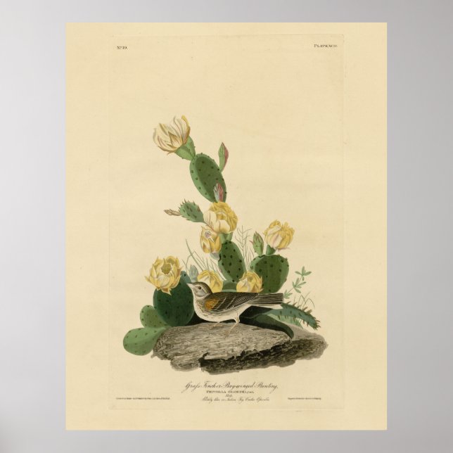 Grasfinch, Bachgeflügel oder Vesper-Sparrow Poster (Vorne)