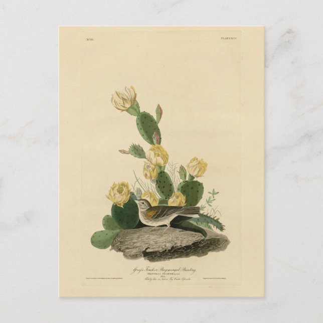 Grasfinch, Bachgeflügel oder Vesper-Sparrow Postkarte (Vorderseite)