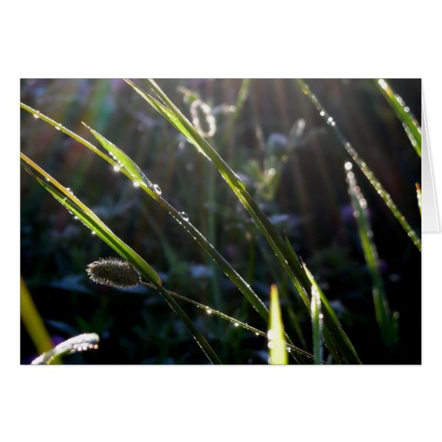 Grasfüße (Vorderseite (Horizontal))