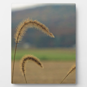 Grasfutter Fotoplatte