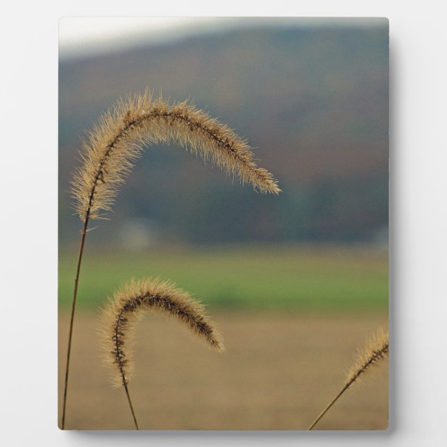 Grasfutter Fotoplatte (Vorderseite)