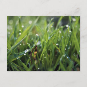 Grasgartenpostkarte für Taube Postkarte