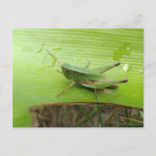 Grasgrün Postkarte