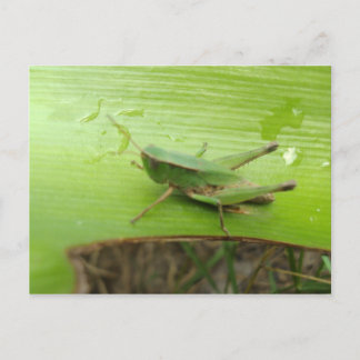 Grasgrün Postkarte