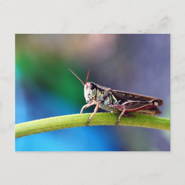 Grasgrün Postkarte (Vorderseite)