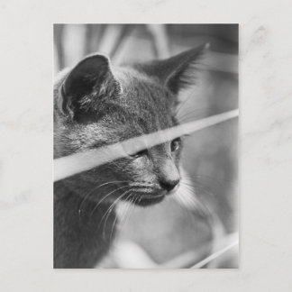 Graskatze Postkarte