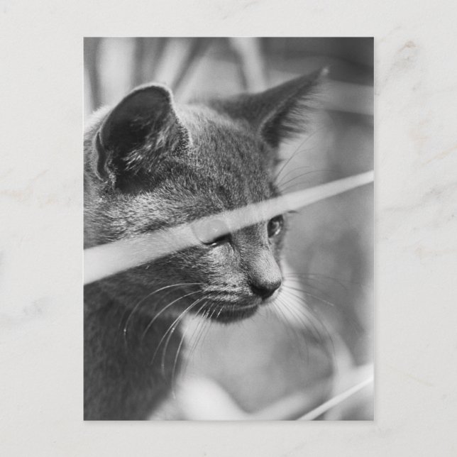 Graskatze Postkarte (Vorderseite)