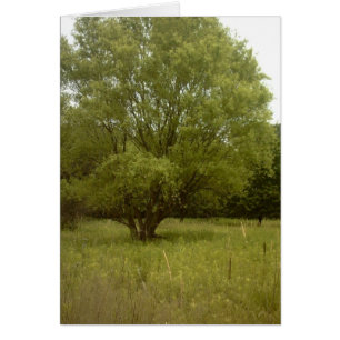 Grasland-Baum-grenzenfreie Karte