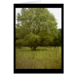 Grasland-Baum-Karte