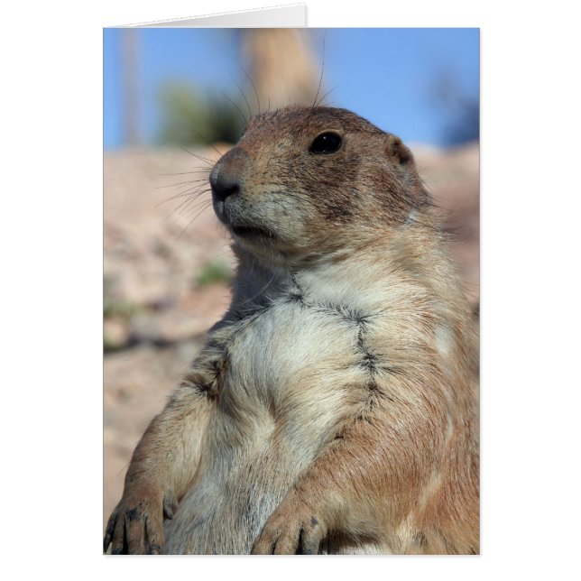 "Grasland-Begleiter-" Karte.  Fertigen Sie mich (Vorne)