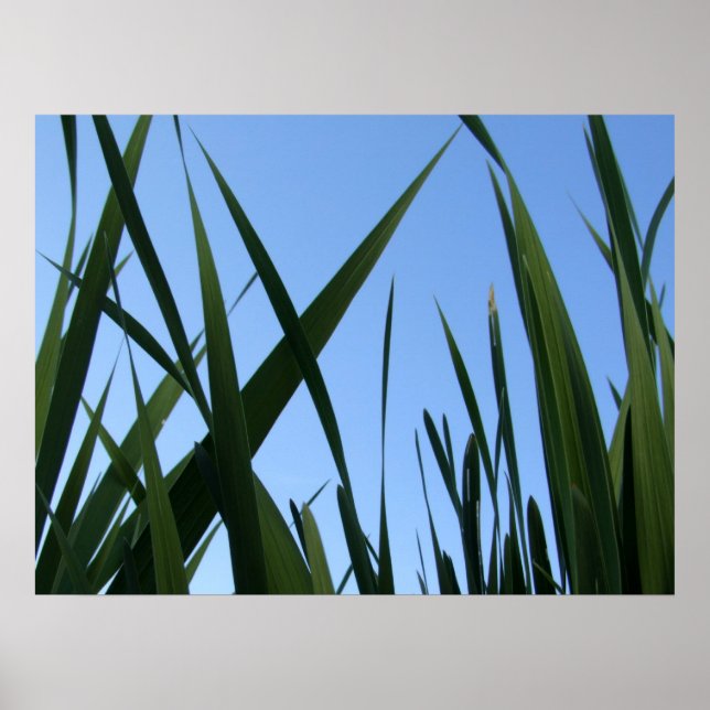 Grasplakat Poster (Vorne)