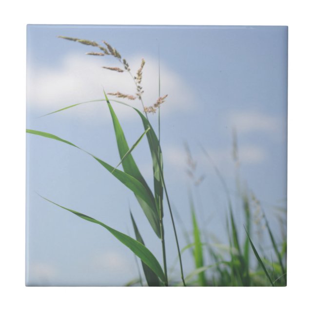 Grass Blue Sky Feldwiesen Natur Fliese (Vorderseite)