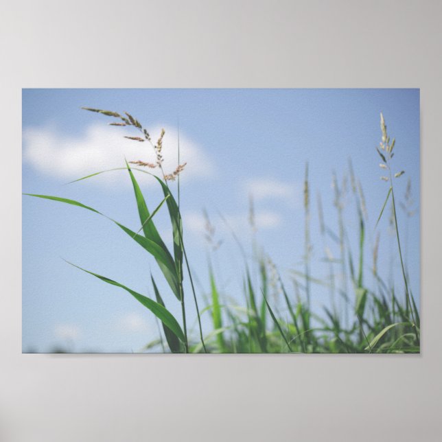 Grass Blue Sky Feldwiesen Natur Poster (Vorne)