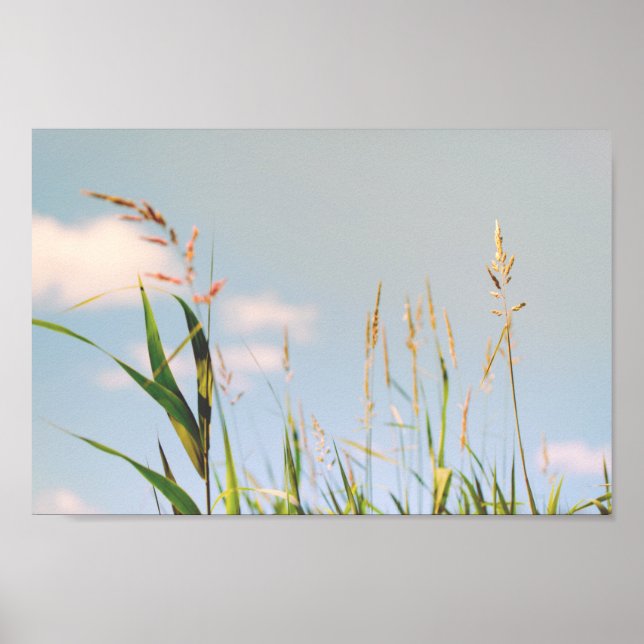 Grass Blue Sky Field Wiadow Nature Poster (Vorne)