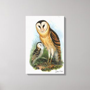 Grass Owl Canvas Print Leinwanddruck