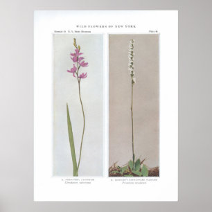 Grass Pink; Calopogon - Limodorum tuberosum und Poster