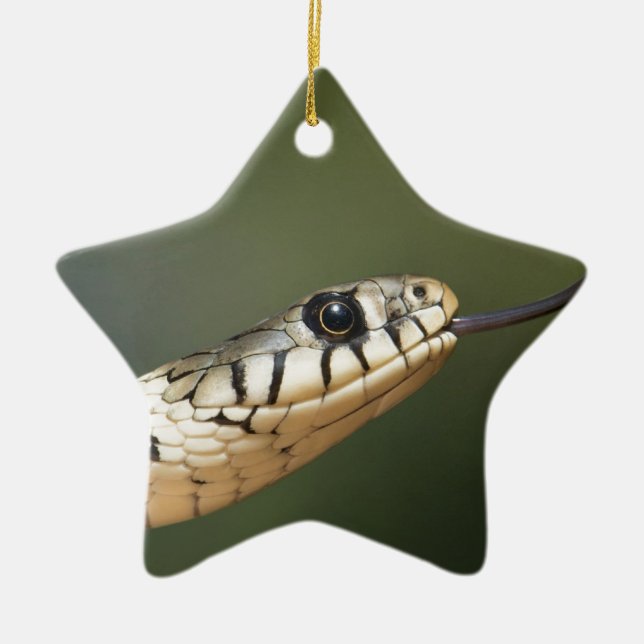 Grass Snake Keramikornament (Vorne)