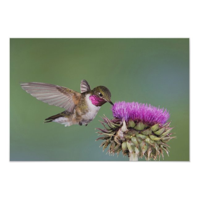 Grasschwanz Hummingbird, Selasphorus Fotodruck (Vorne)