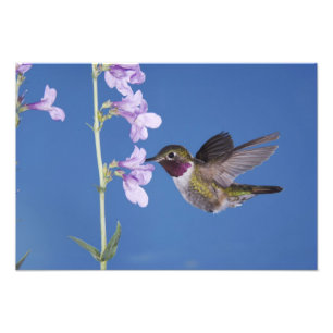 Grasschwanz Hummingbird, Selasphorus Fotodruck