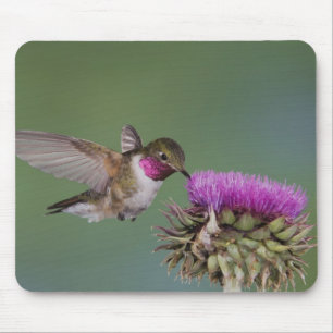 Grasschwanz Hummingbird, Selasphorus Mousepad