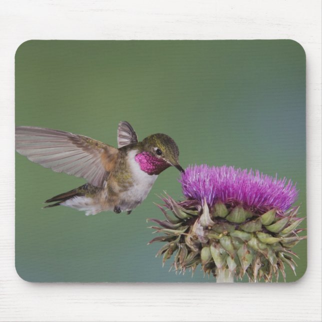 Grasschwanz Hummingbird, Selasphorus Mousepad (Vorne)