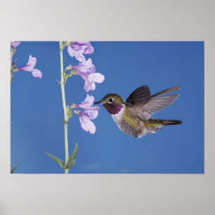 Grasschwanz Hummingbird, Selasphorus Poster