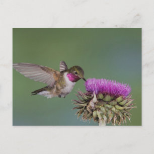 Grasschwanz Hummingbird, Selasphorus Postkarte