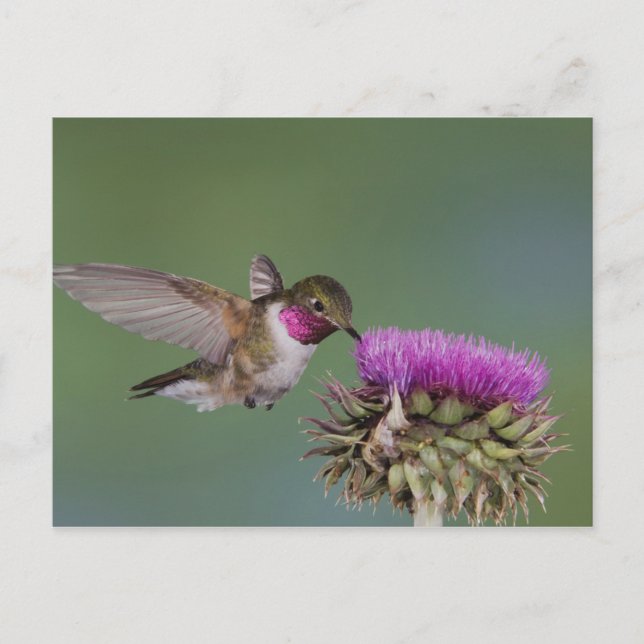Grasschwanz Hummingbird, Selasphorus Postkarte (Vorderseite)
