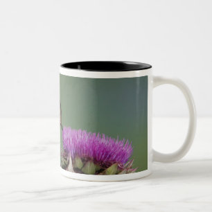 Grasschwanz Hummingbird, Selasphorus Zweifarbige Tasse