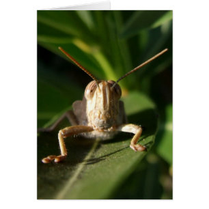 Grasshopper