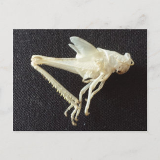 Grasshopper 1 - erziehatedbrainfart postkarte