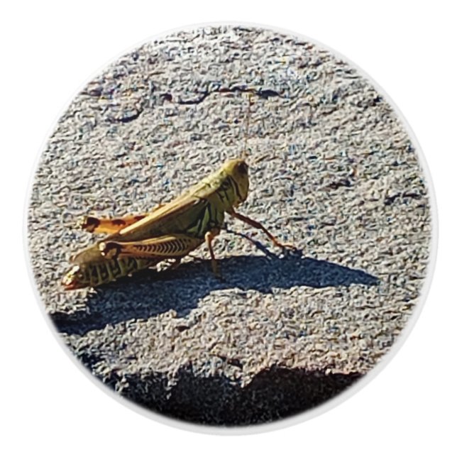 Grasshopper along a grey rock keramikknauf (Vorderseite)