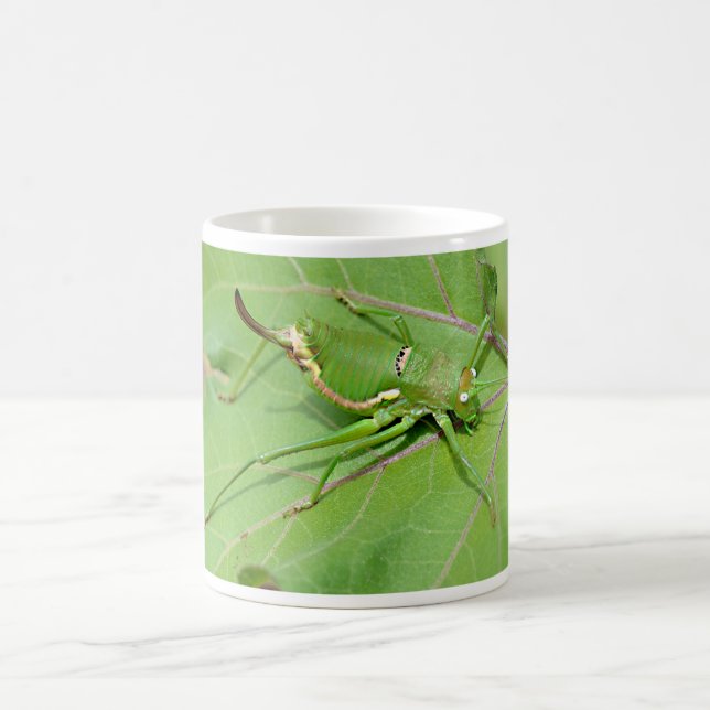 Grasshopper auf Blatt, gesehen von oben aus der Po Kaffeetasse (Mittel)