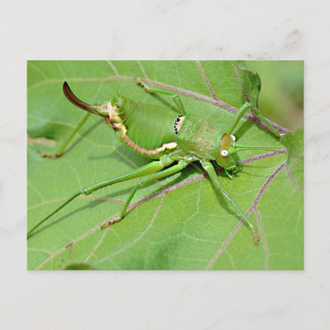 Grasshopper auf Blatt gesehen von oben Postkarte (Vorderseite)