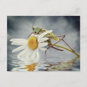Grasshopper auf daisy-Blume Postkarte